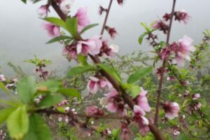 櫻花