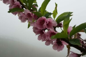 櫻花獨枝