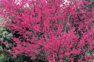 櫻花