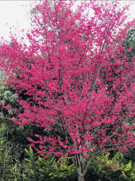 櫻花