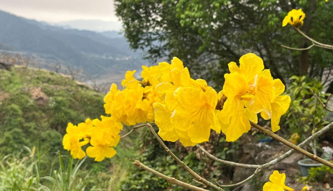 風鈴木_4