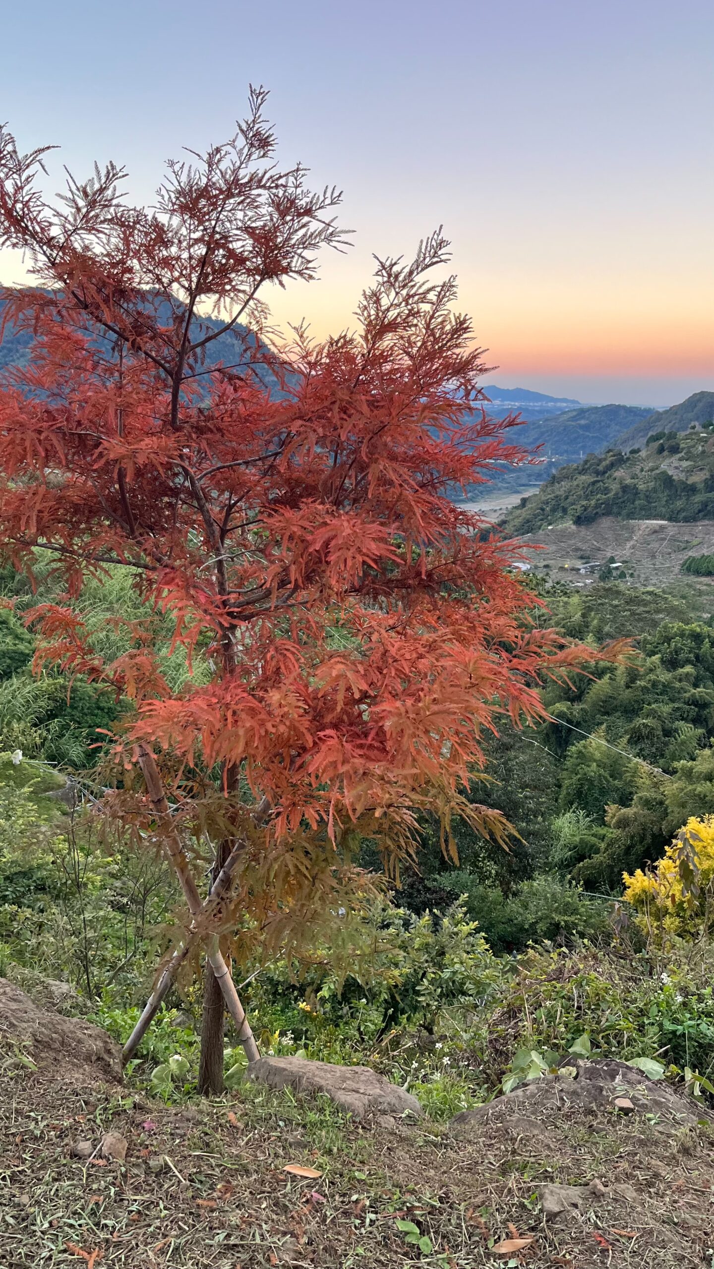 落羽松