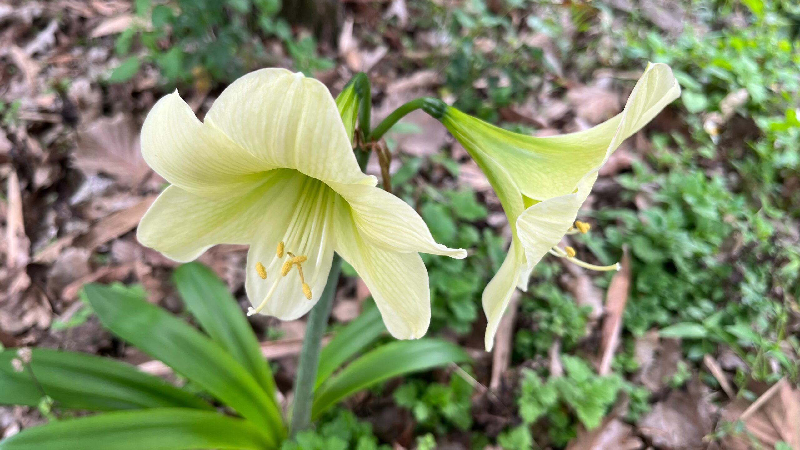 S__79265946
