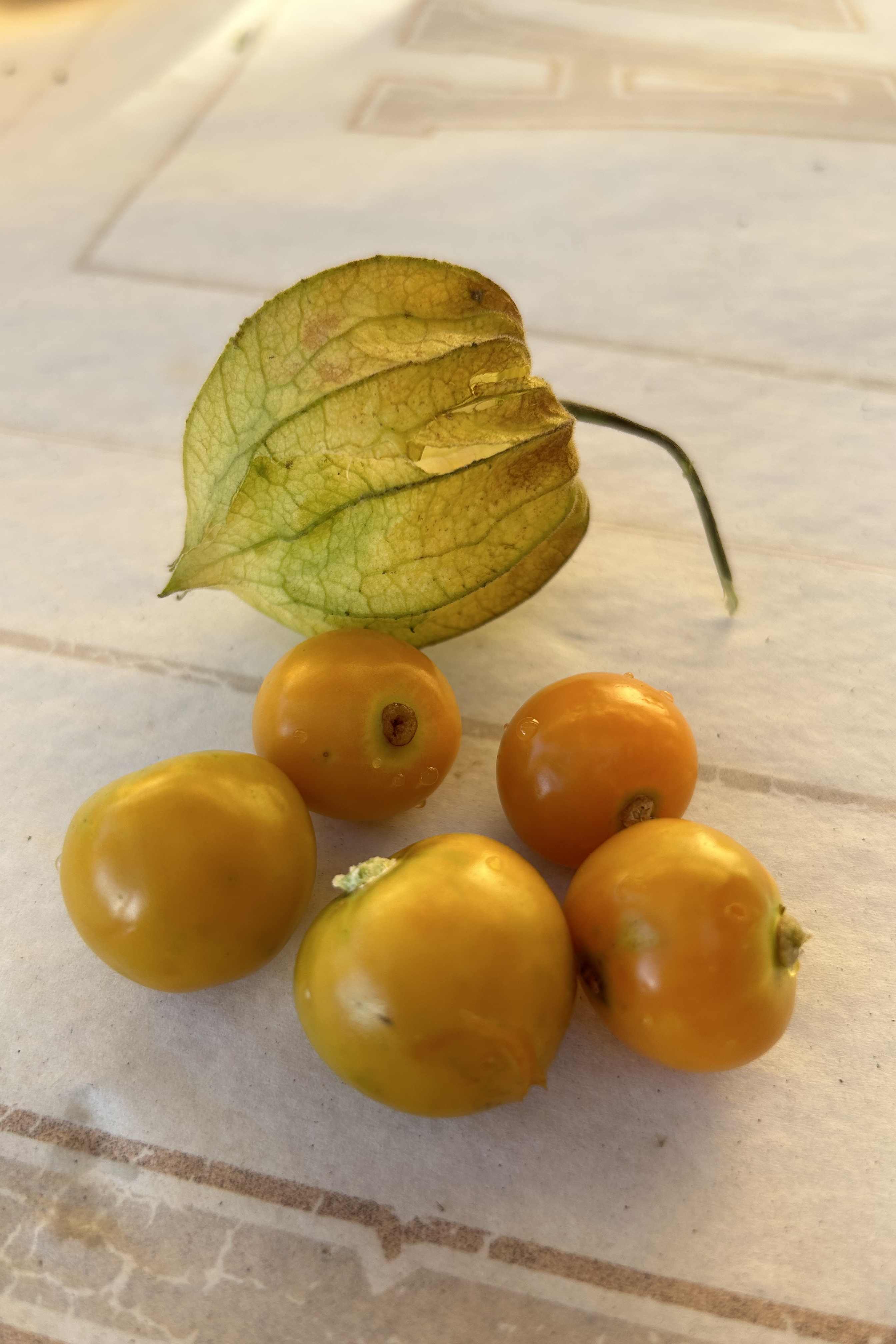 黃金莓 / Golden Berry