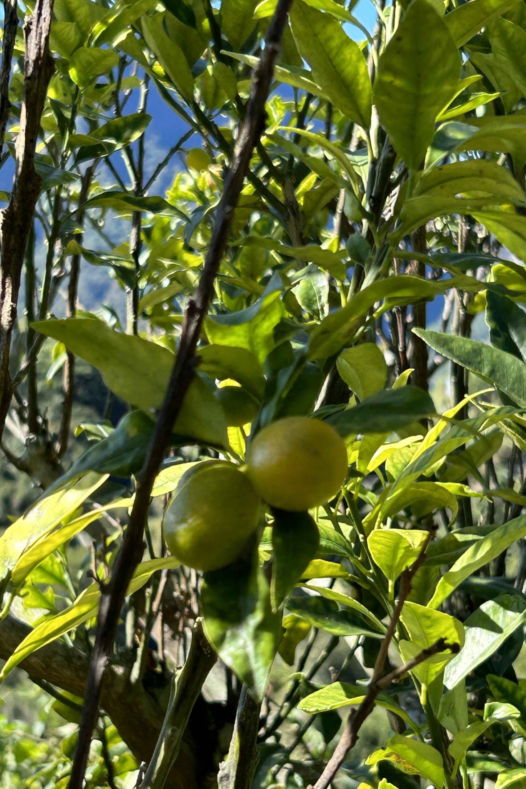 金桔 / Kumquat