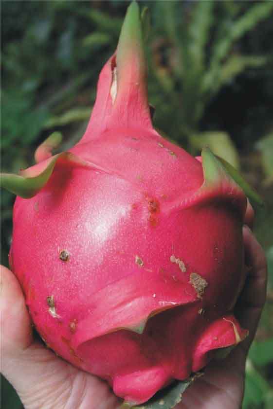 火龍果 / Dragon Fruit