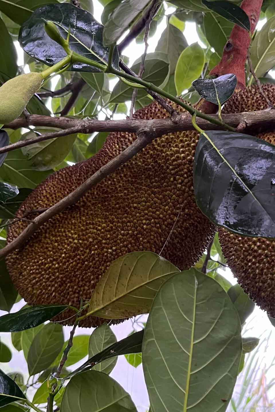 波羅蜜 / Jackfruit