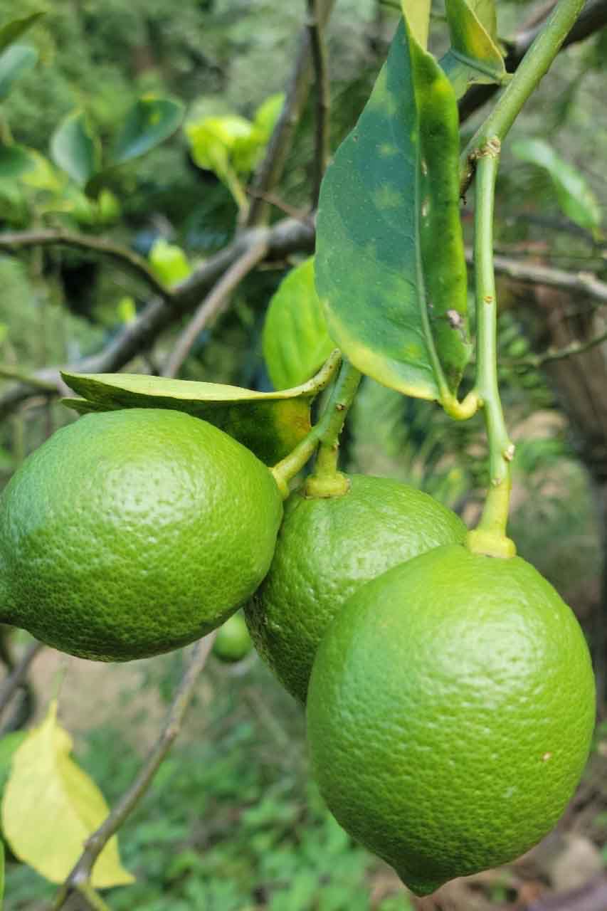 檸檬 / Lemon