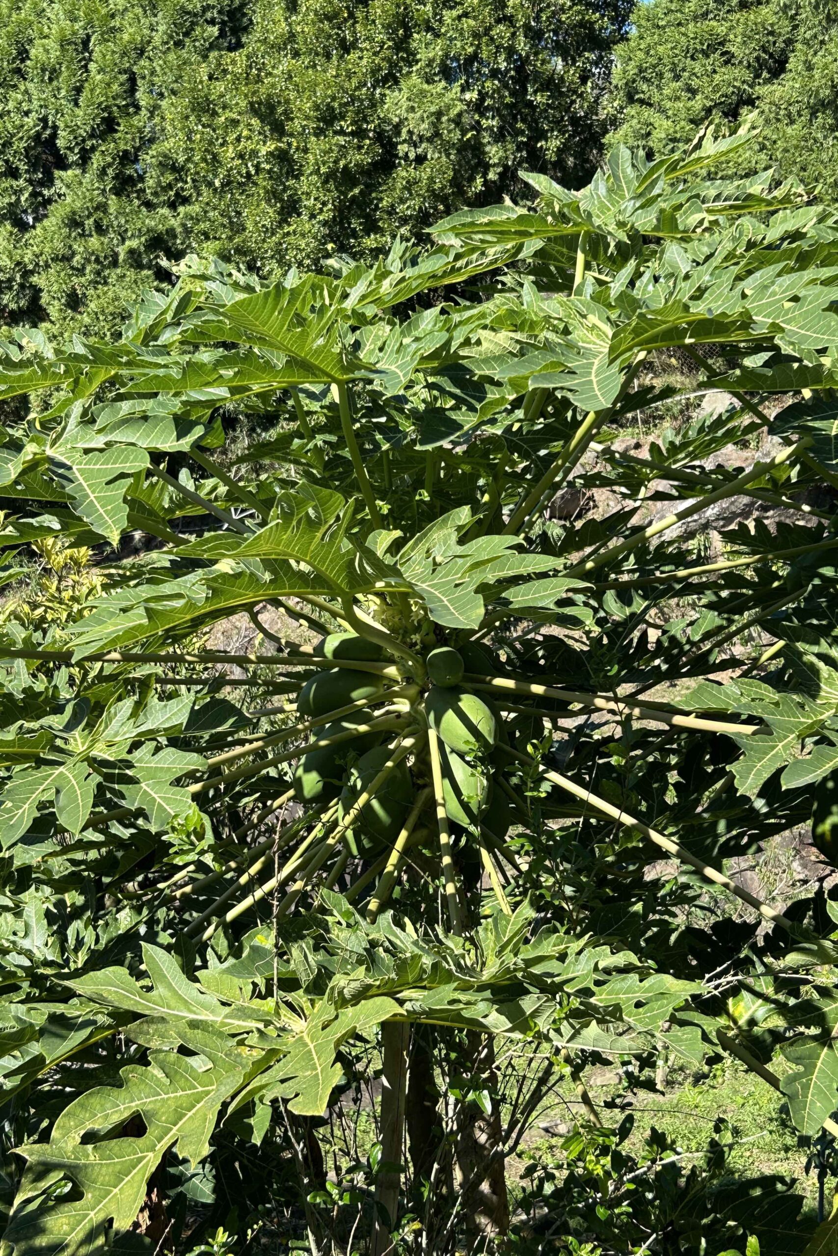 木瓜 / Papaya