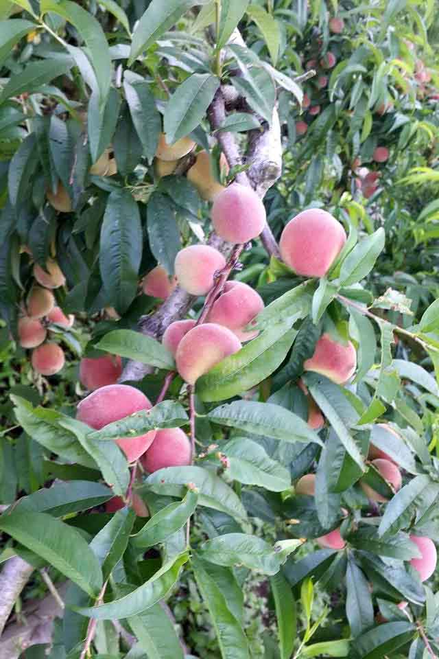 水密桃 / Peach