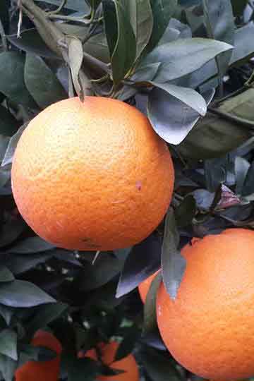 橘子 / Tangerine