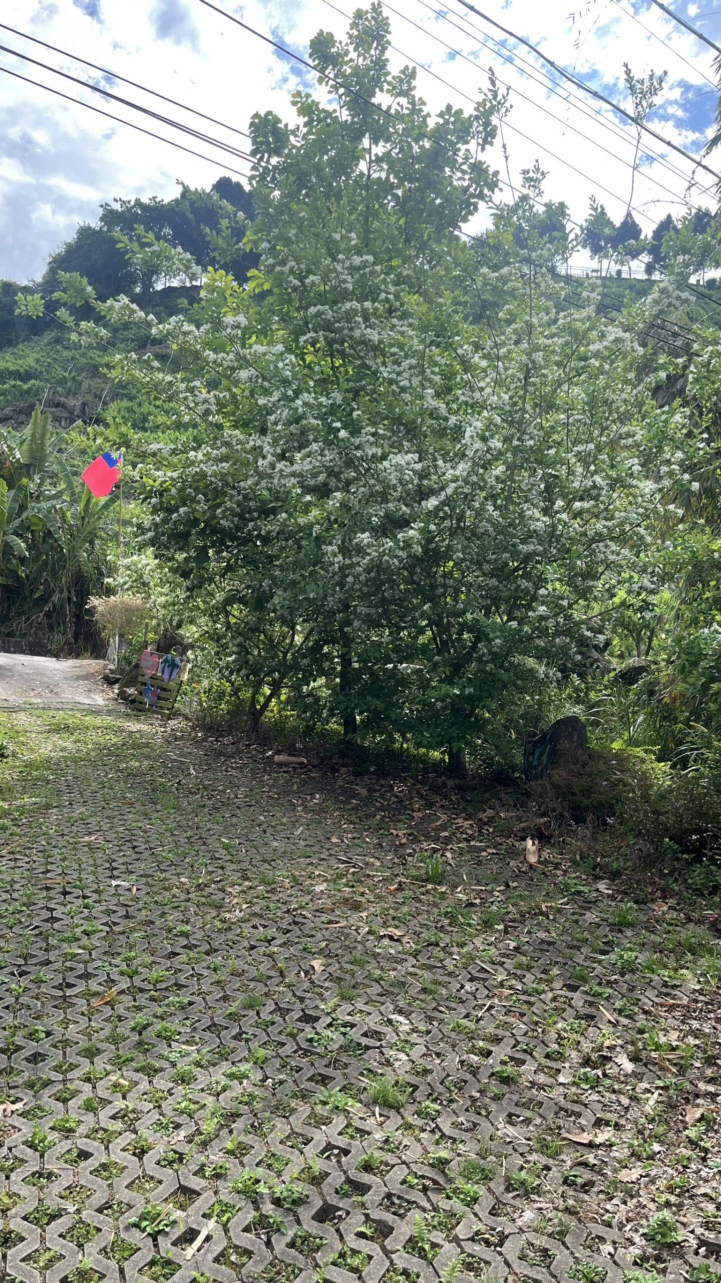 S__87810085_0
