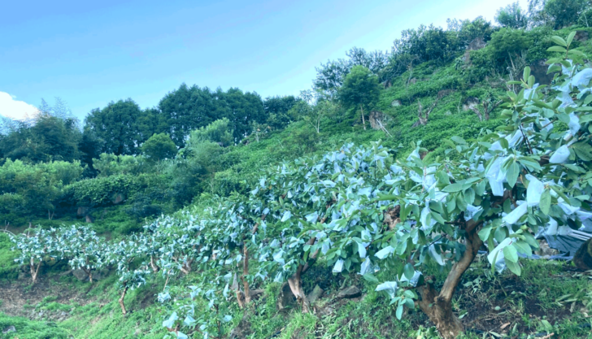 Hsiasfarm.20240812.anncmnt.guavaPicking.2x3