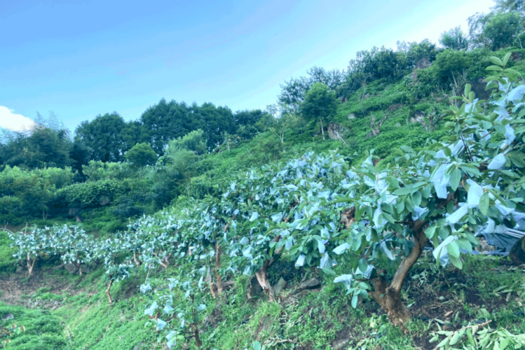 Hsiasfarm.20240812.anncmnt.guavaPicking.2x3