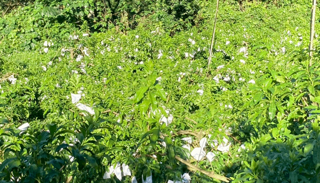 Hsiasfarm.anncmnt.fruit.picking.20240909