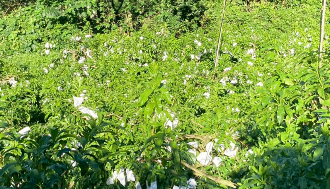 Hsiasfarm.anncmnt.fruit.picking.20240909