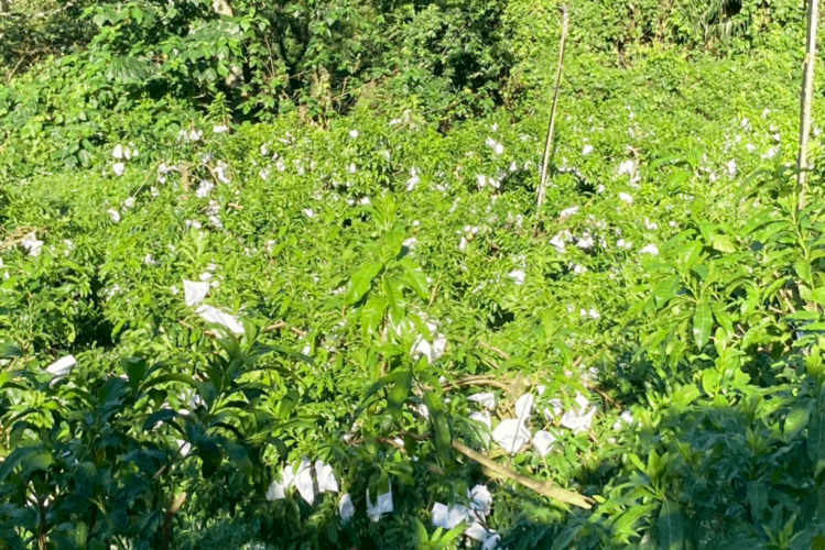Hsiasfarm.anncmnt.fruit.picking.20240909