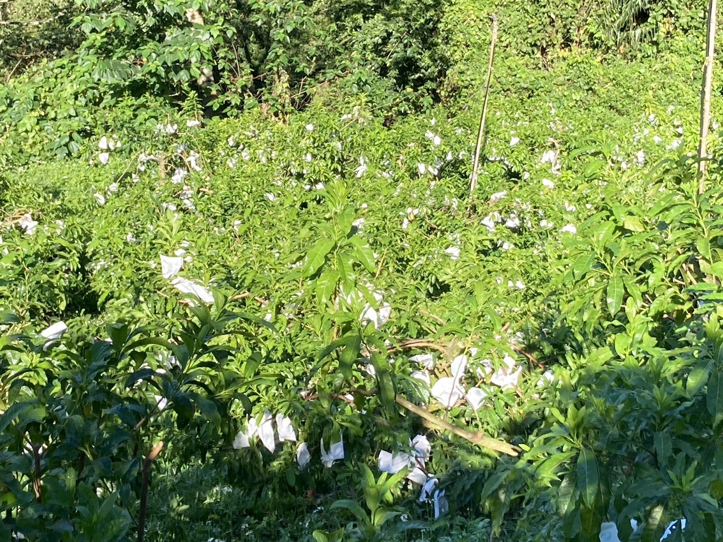 S__92995808_0